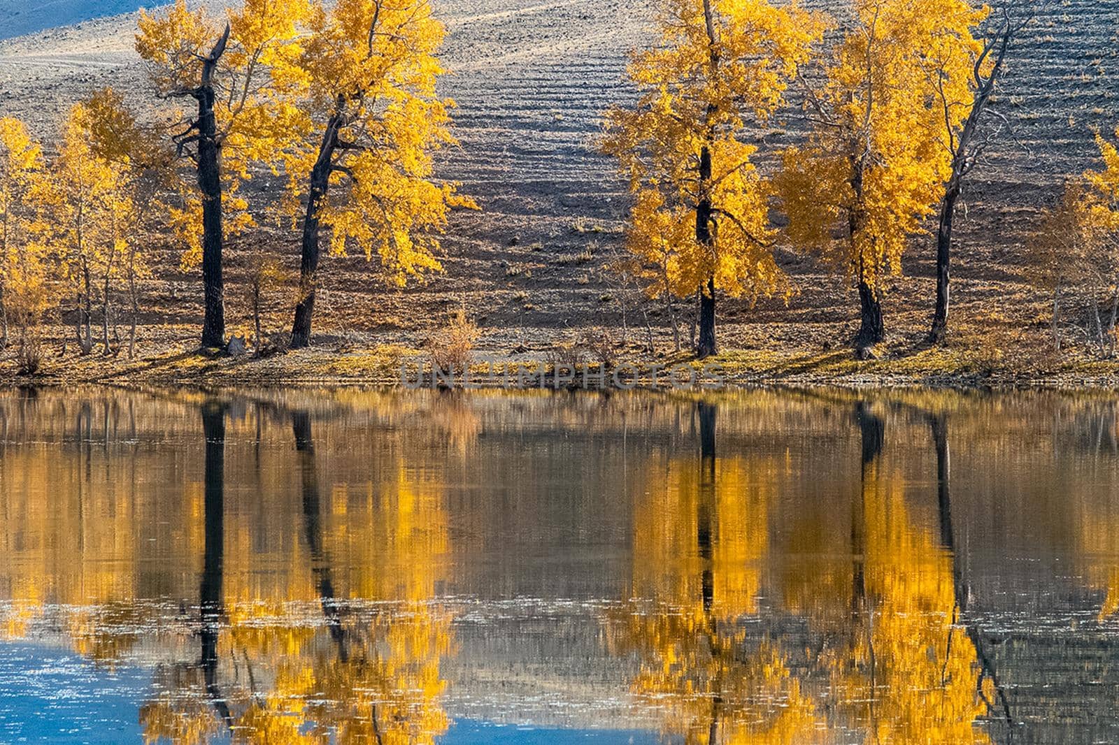 Golden autumn in forests of the Altai. Yellow trees in autumn near the reservoir. by DePo