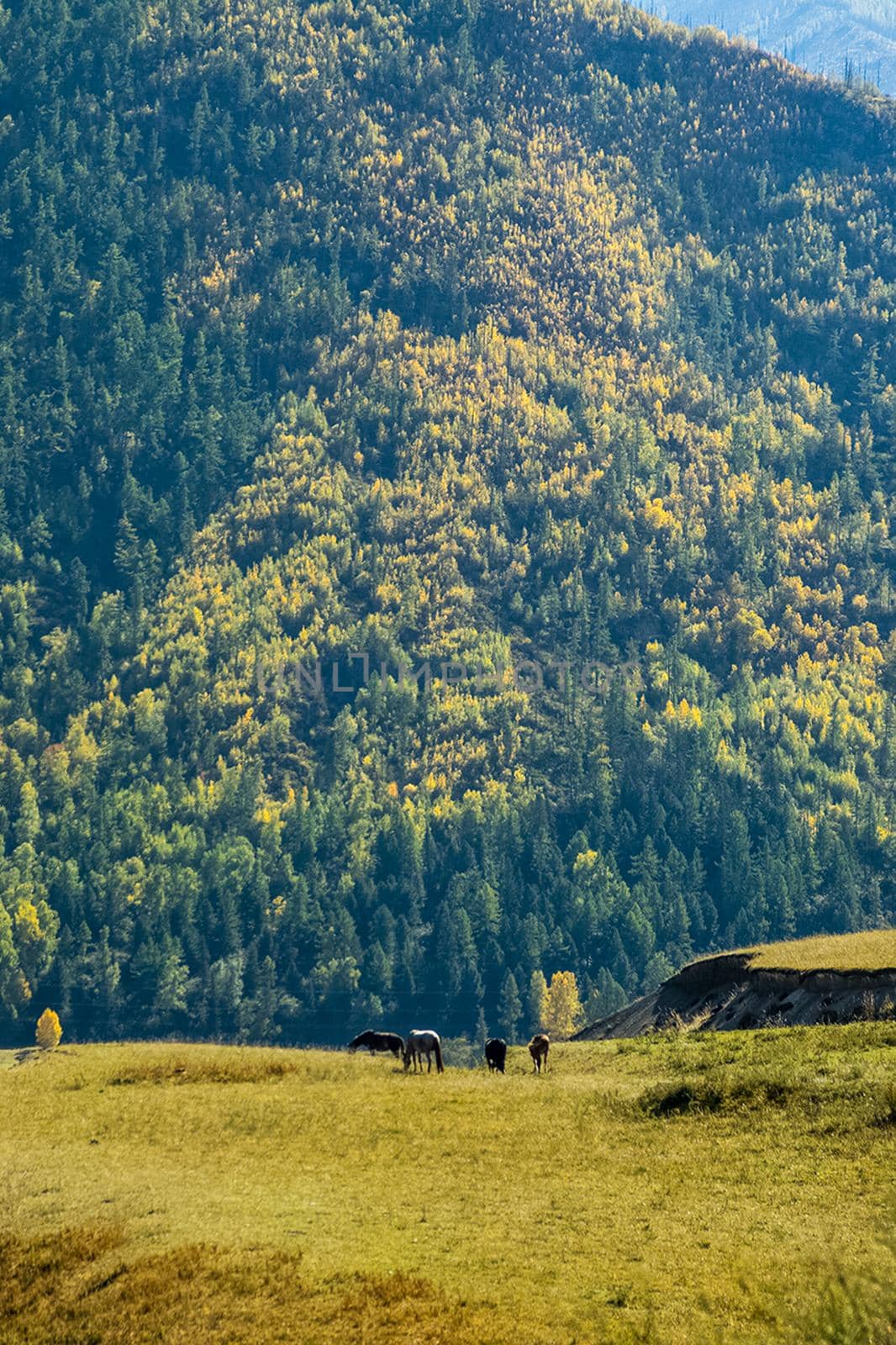 Horses graze in meadows among the foothills of the Altai mountains by DePo