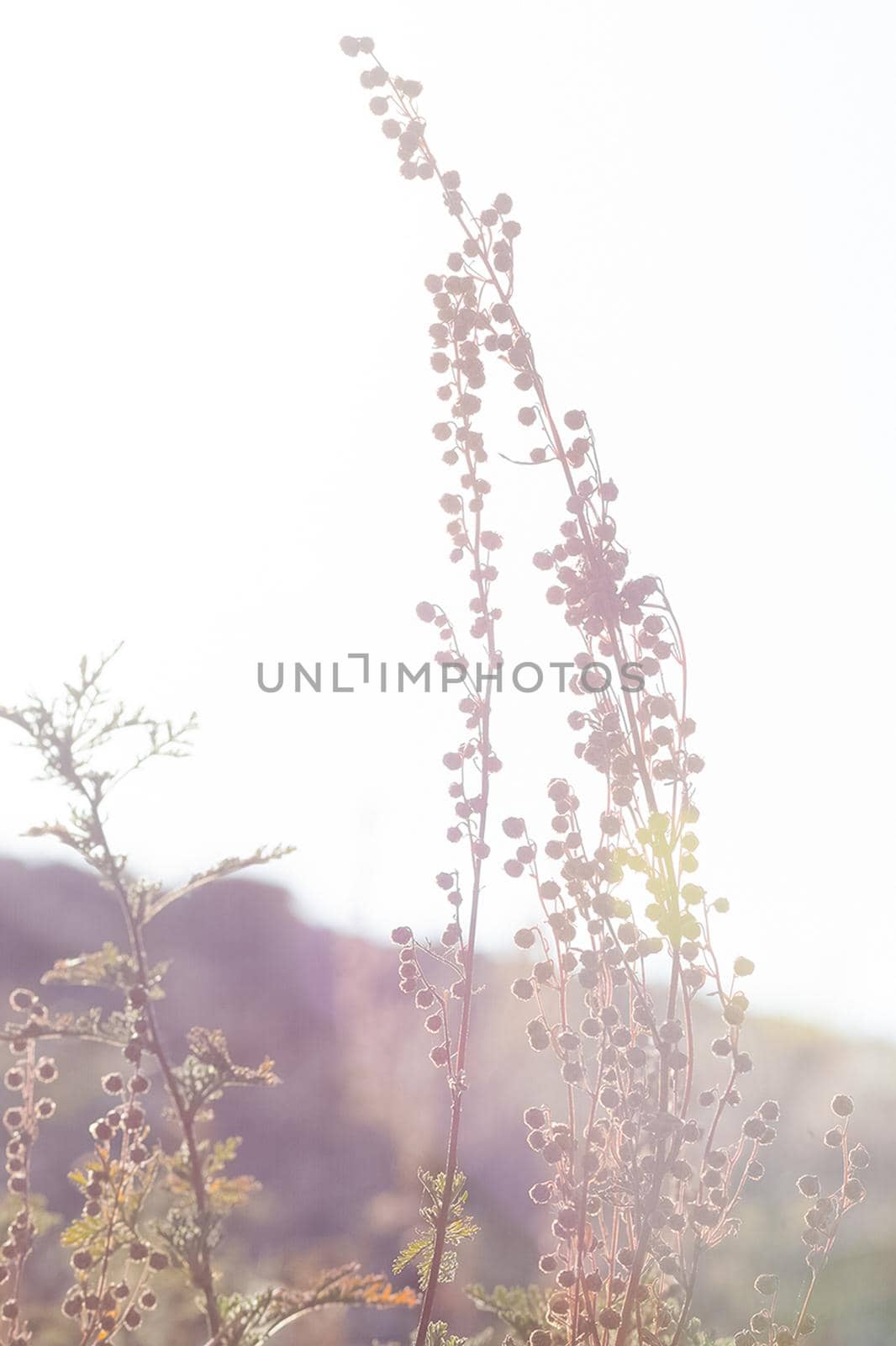 Plants in a meadow in Altai. Altai herbs and flowers.