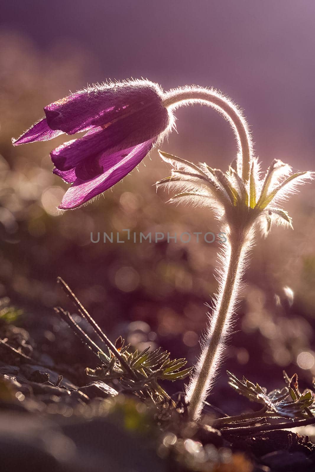 Plants in meadow in Altai. Altai herbs and flowers. by DePo