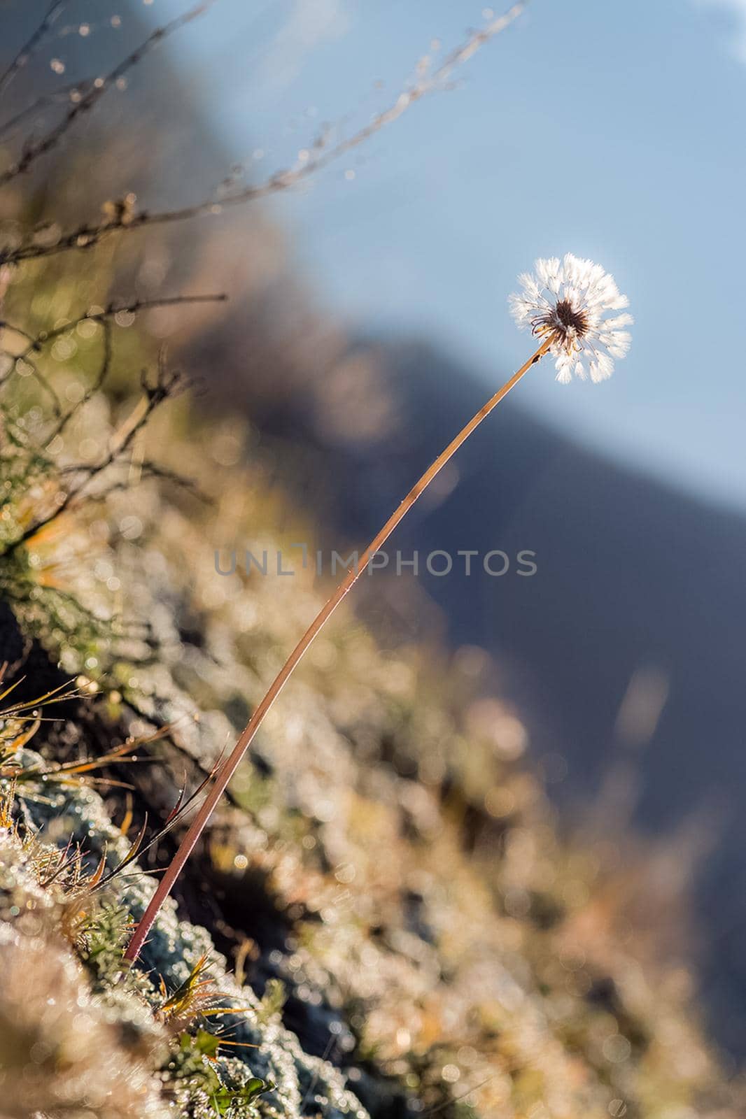 Plants in meadow in Altai. Altai herbs and flowers. by DePo