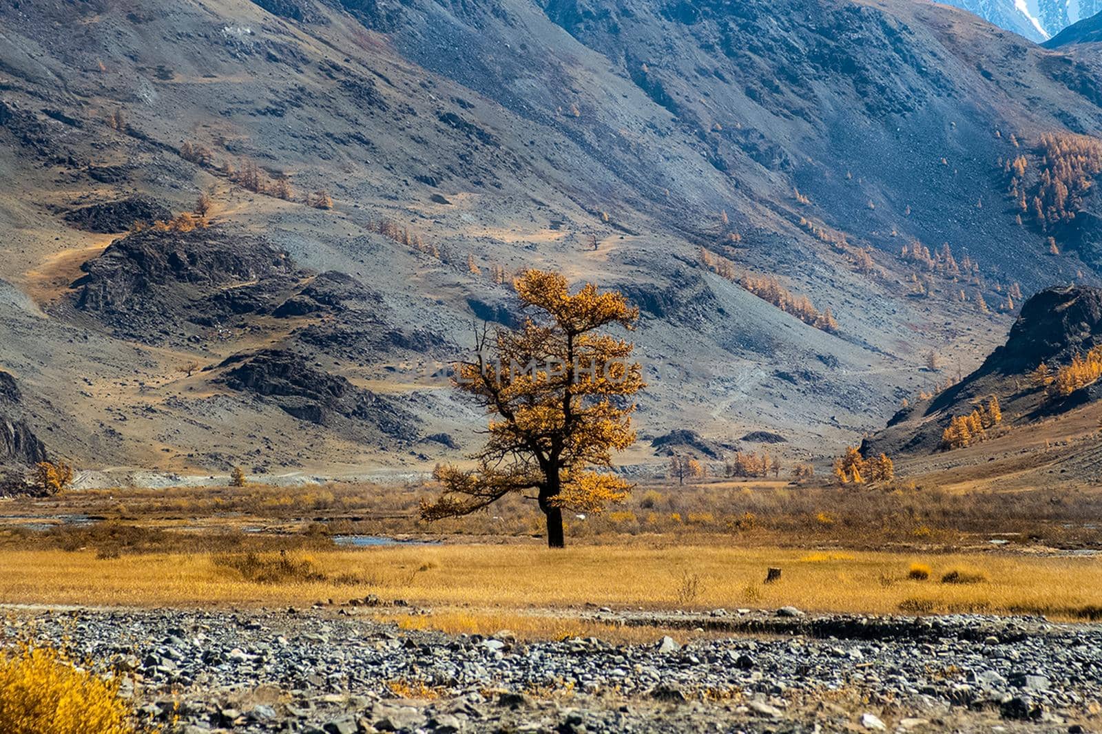 The altai mountains. The landscape of nature on the Altai mountains and in the gorges between the mountains.
