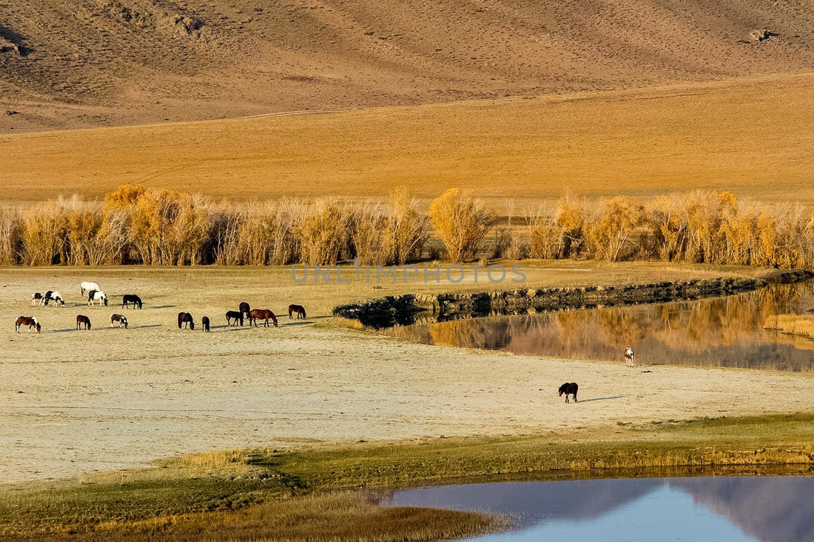 The altai mountains. The landscape of nature on the Altai mountains and in the gorges between the mountains.