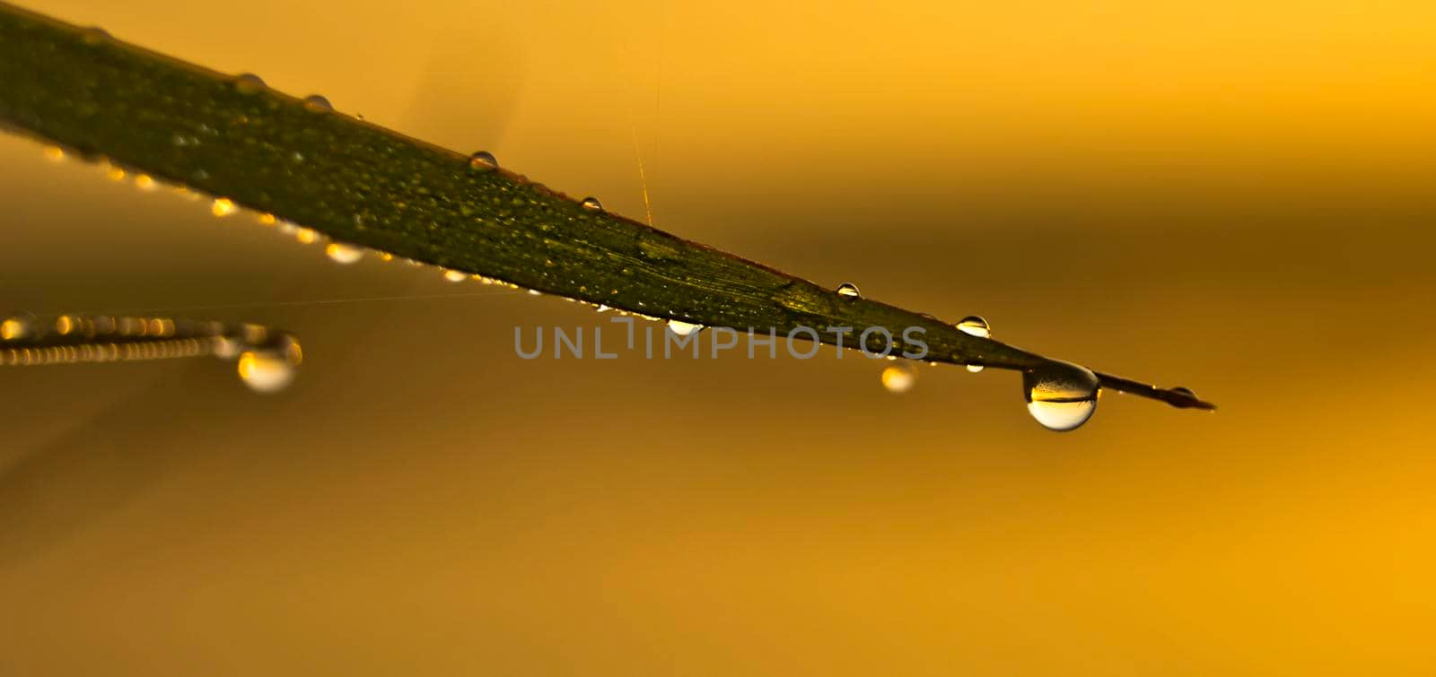 Drops of water on leaves of grass. Dew on green grass. by DePo