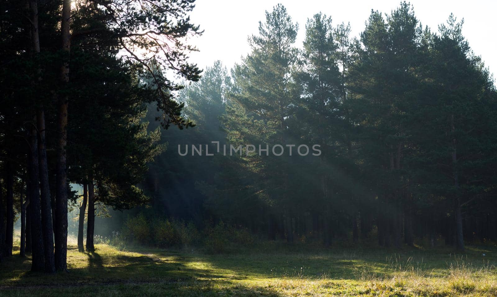 Nature landscape is forest and grass. Beautiful landscape.