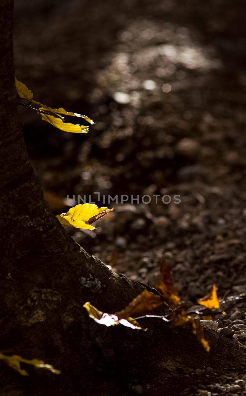 Autumn foliage of yellow leaves in forest. by DePo