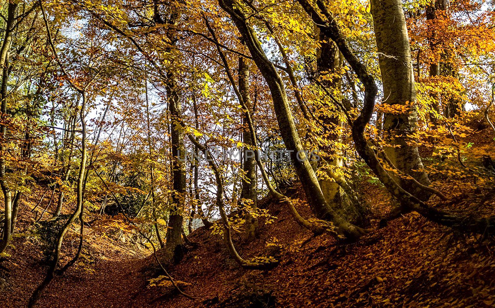 Beautiful autumn forest in the mountains of Crimea. A leaffall in the woods.