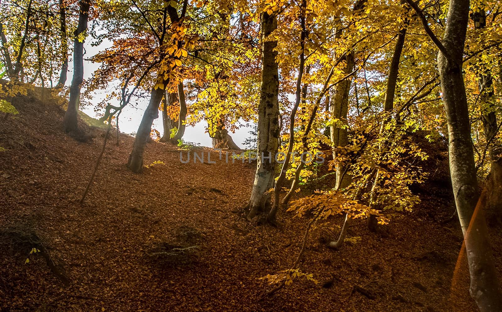 Beautiful autumn forest in the mountains of Crimea. A leaffall in the woods.