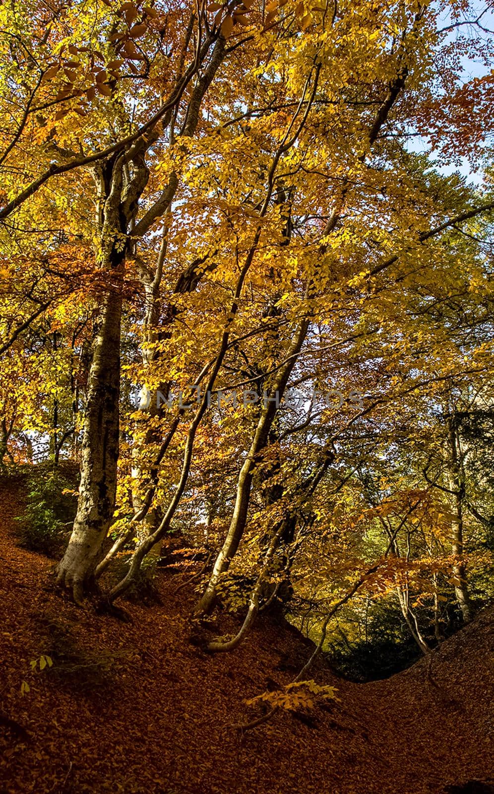 Beautiful autumn forest in the mountains of Crimea. A leaffall in the woods.