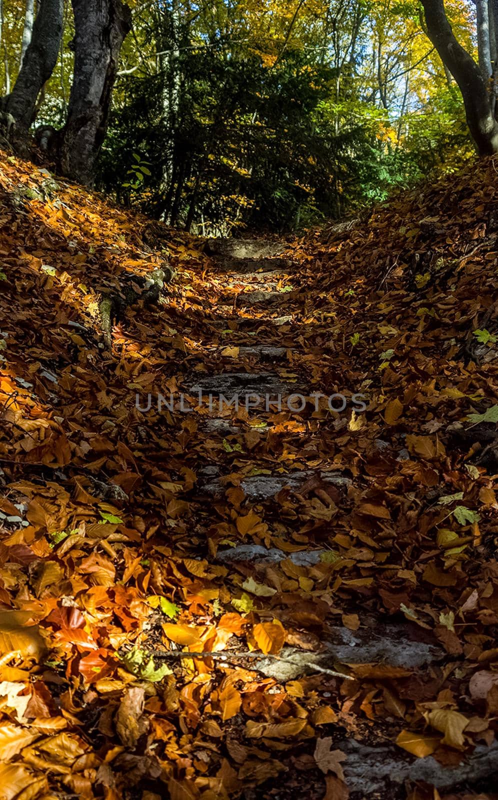Beautiful autumn forest in mountains of Crimea. A leaffall in the woods. by DePo