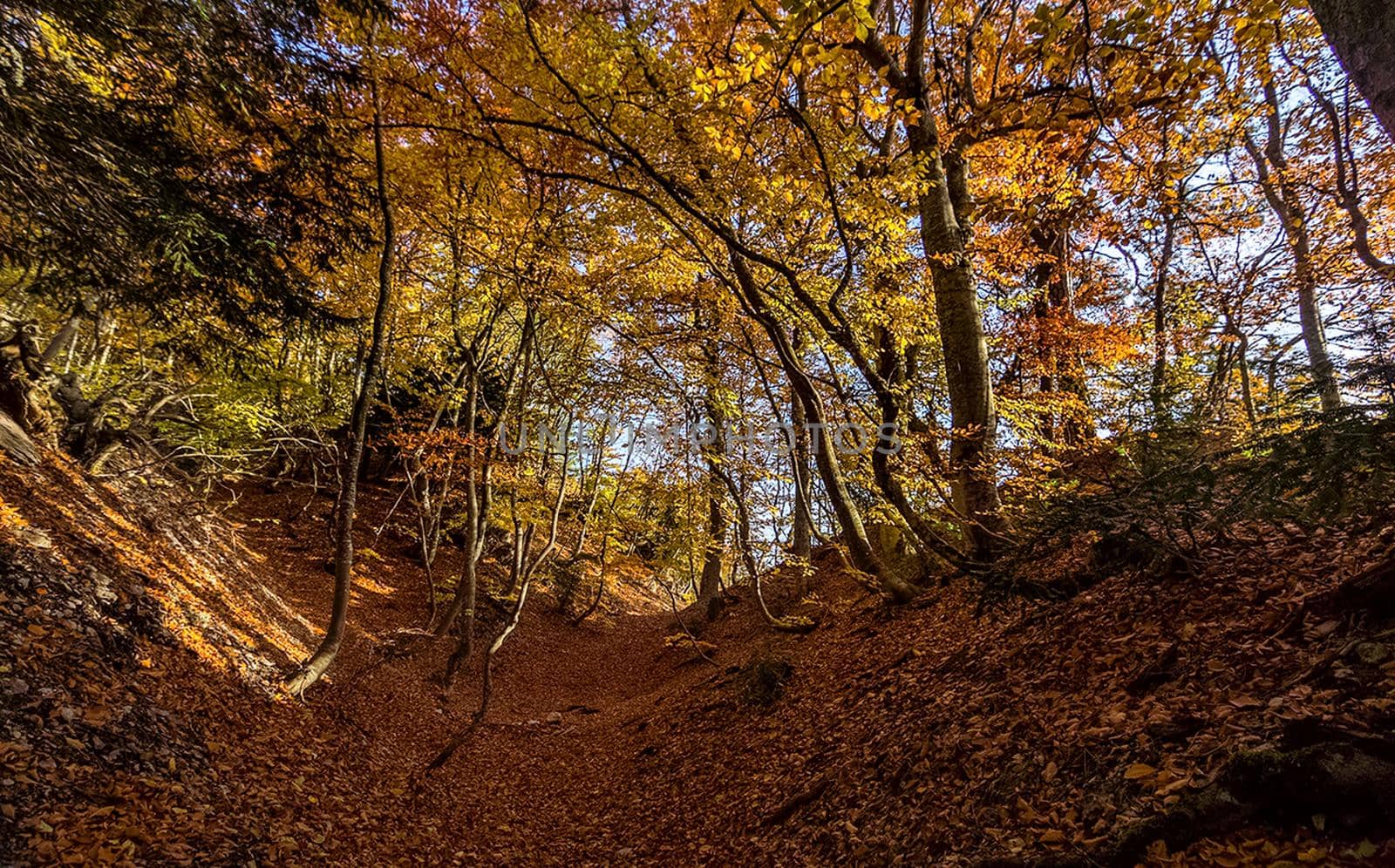 Beautiful autumn forest in the mountains of Crimea. A leaffall in the woods.