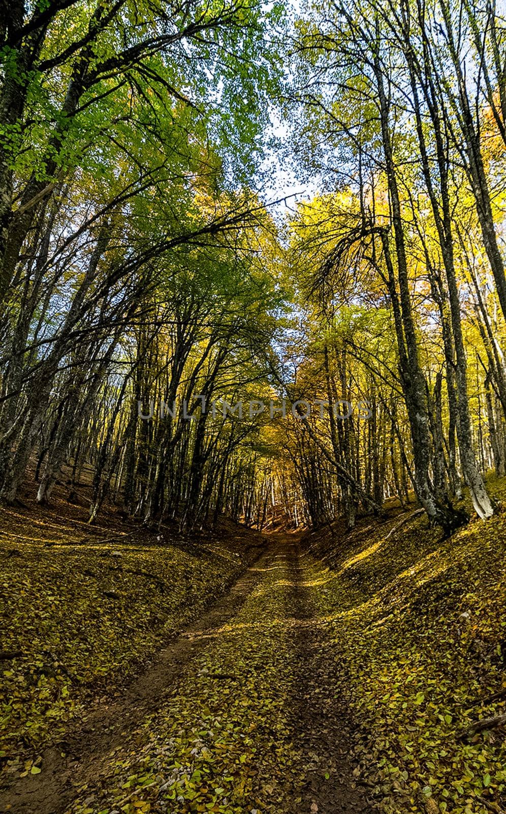Beautiful autumn forest in the mountains of Crimea. A leaffall in the woods.