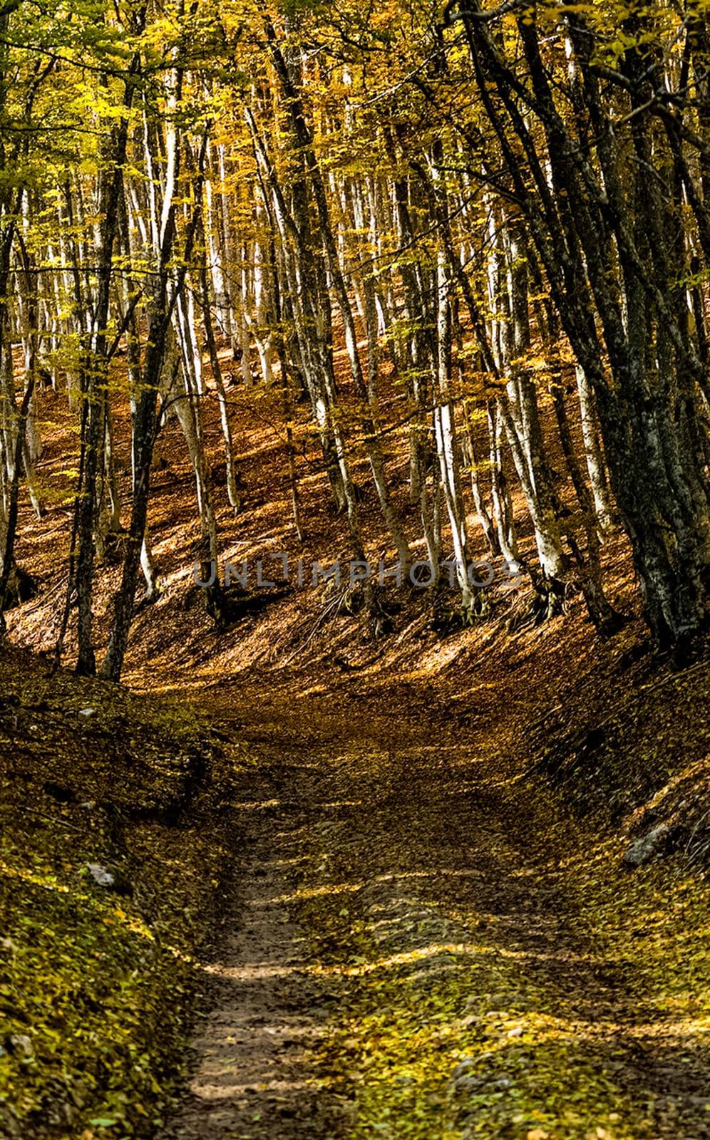 Beautiful autumn forest in mountains of Crimea. A leaffall in the woods. by DePo