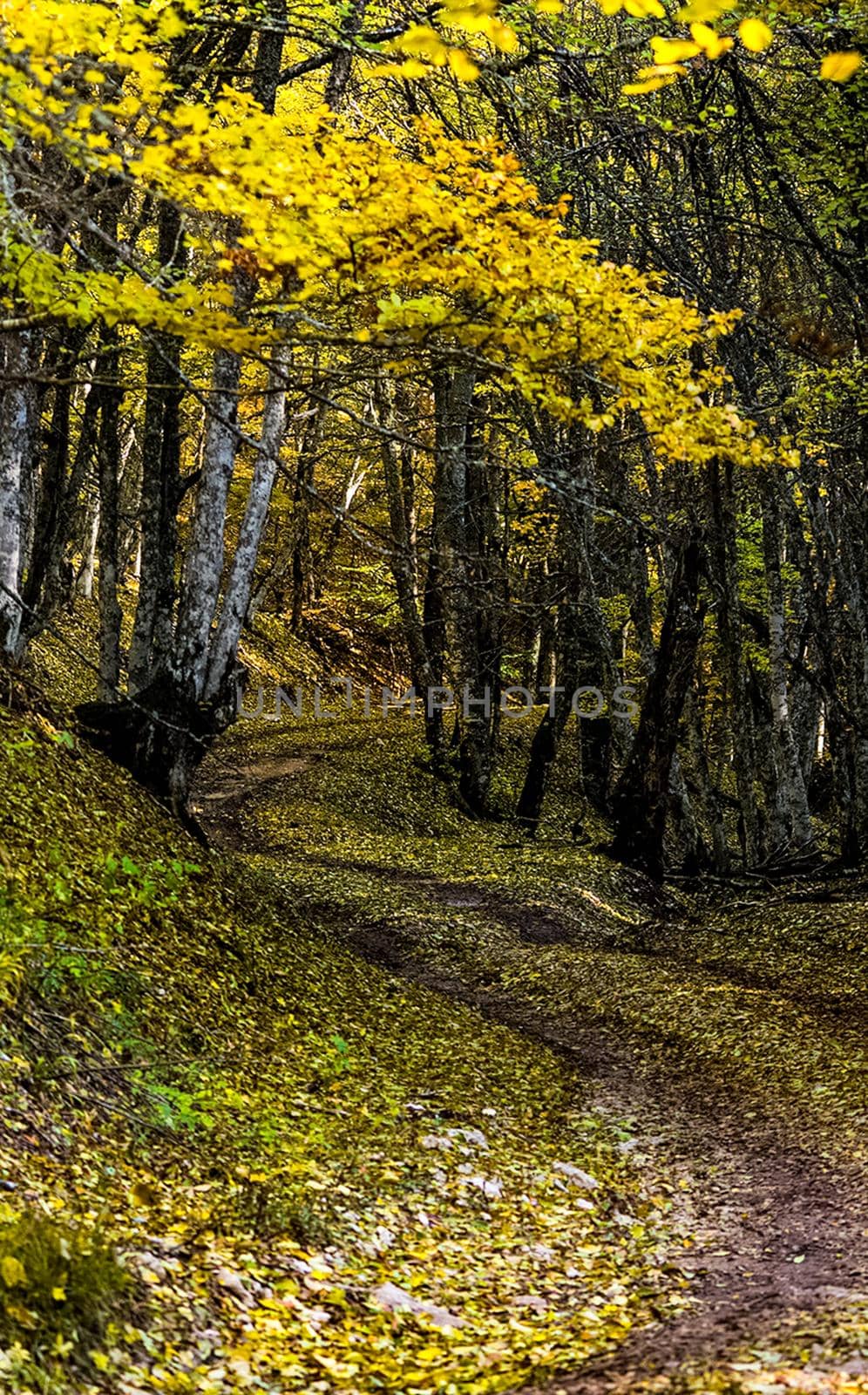 Beautiful autumn forest in mountains of Crimea. A leaffall in the woods. by DePo