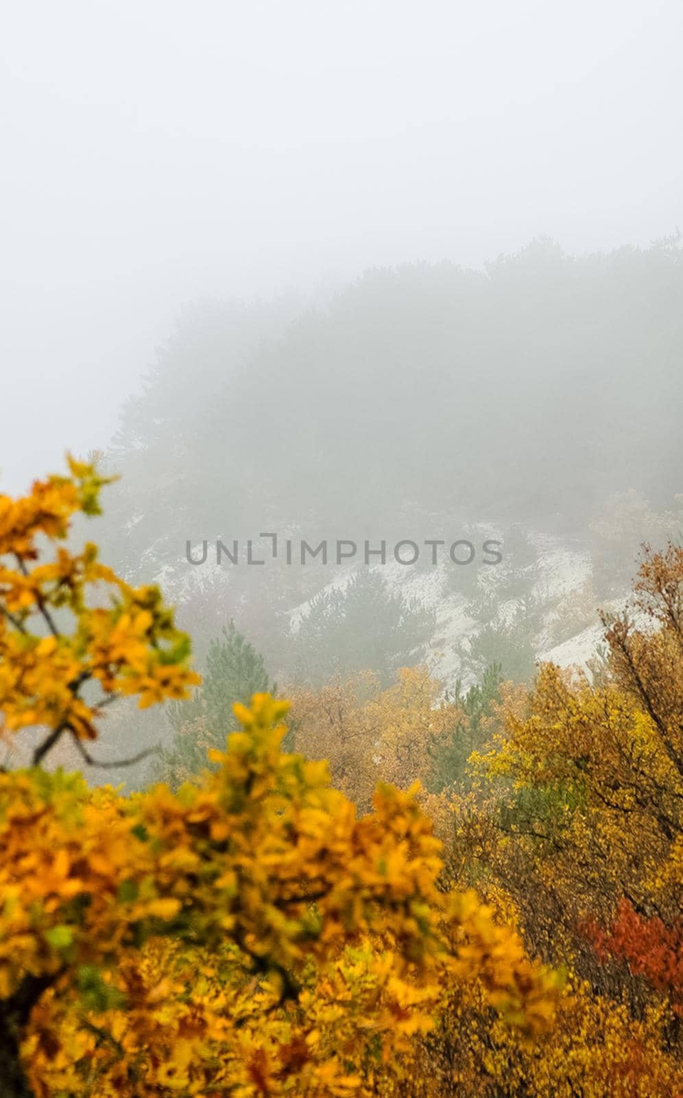 Beautiful autumn forest in mountains of Crimea. A leaffall in the woods. by DePo
