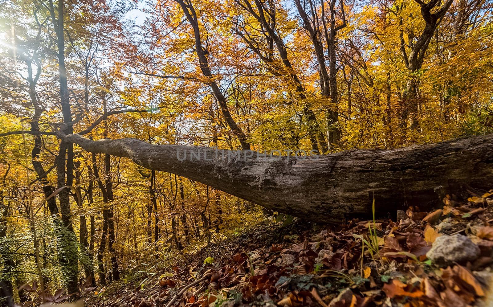 Beautiful autumn forest in the mountains of Crimea. A leaffall in the woods.
