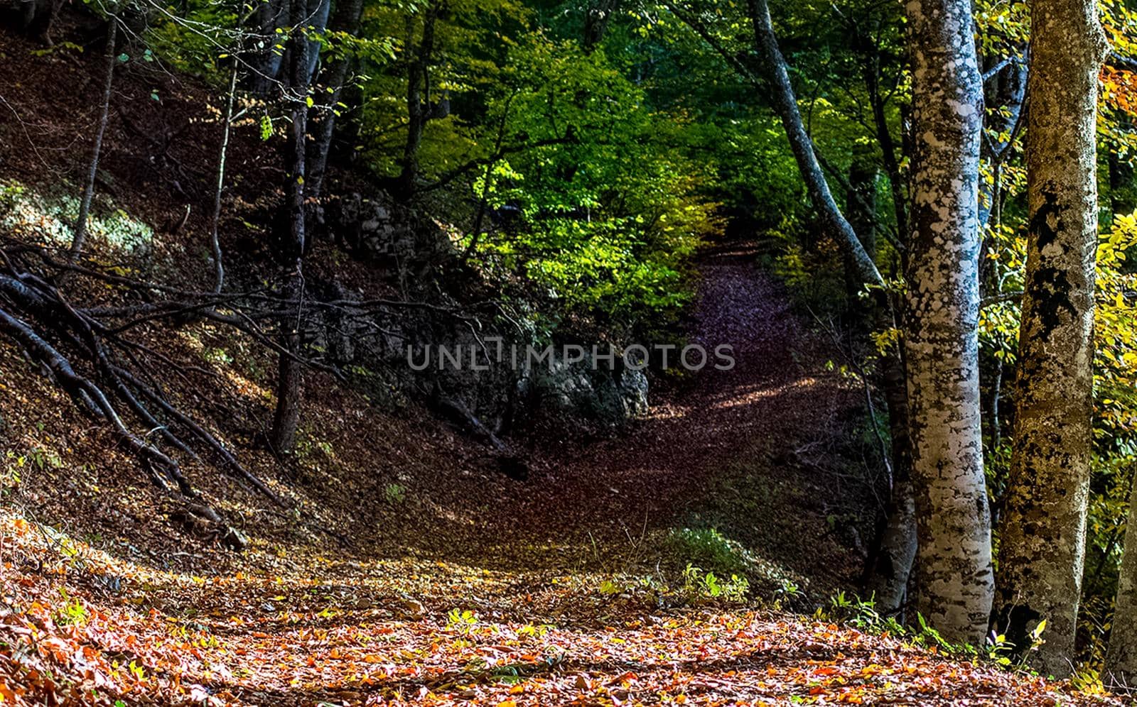 Beautiful autumn forest in the mountains of Crimea. A leaffall in the woods.