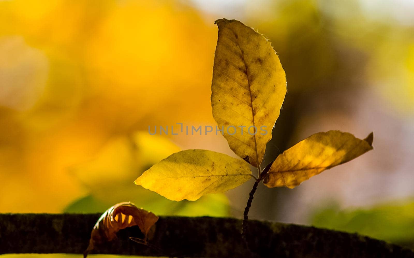 Beautiful autumn forest in the mountains of Crimea. A leaffall in the woods.