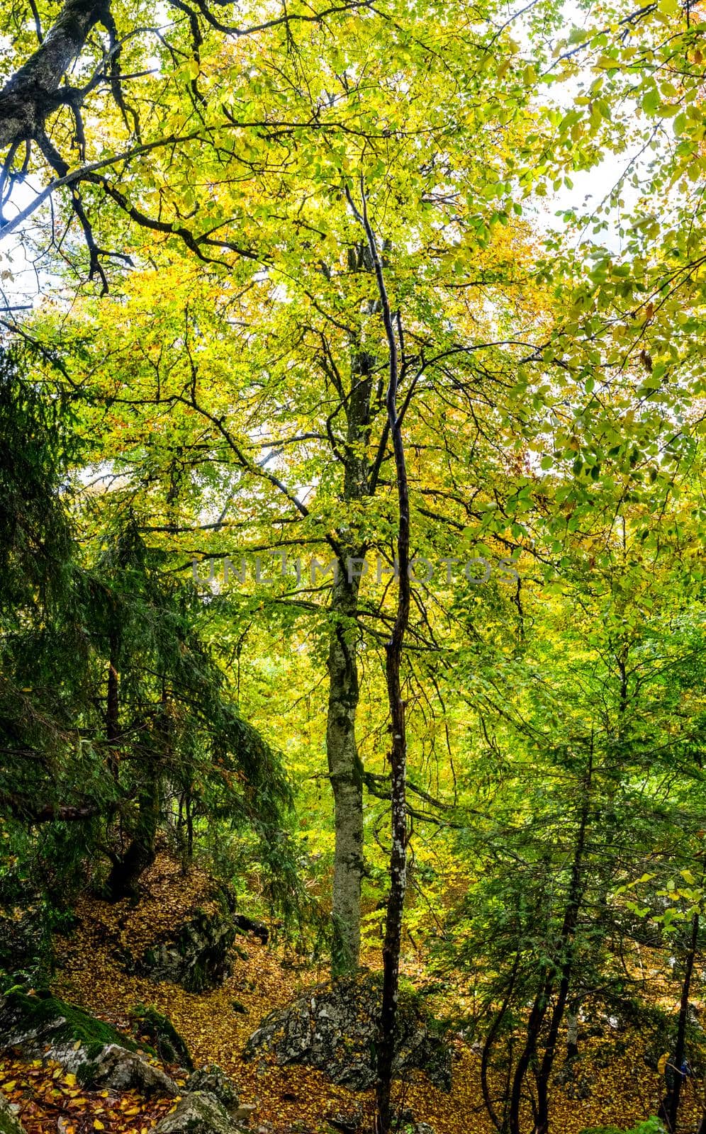 Beautiful autumn forest in the mountains of Crimea. A leaffall in the woods.