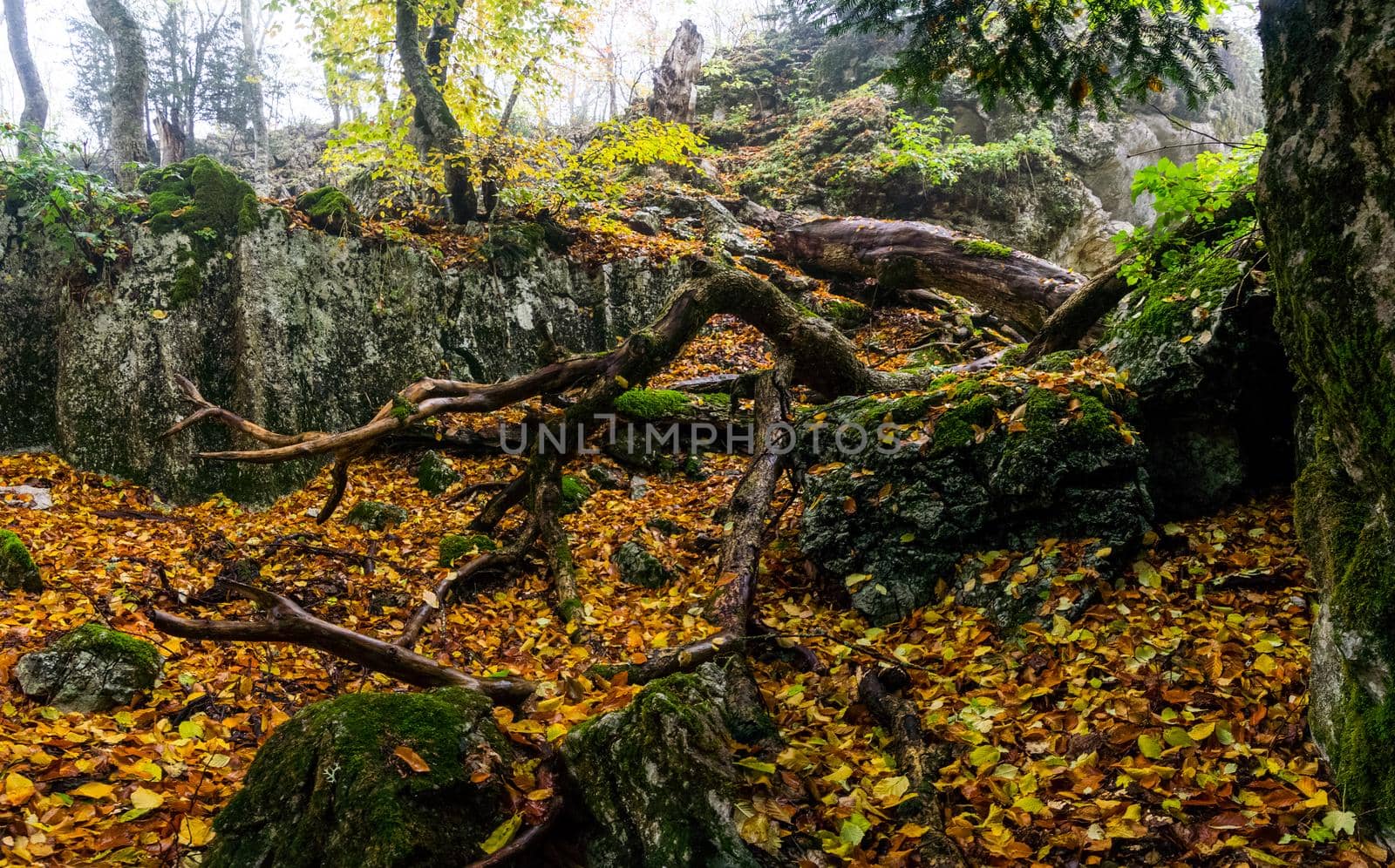 Beautiful autumn forest in the mountains of Crimea. A leaffall in the woods.