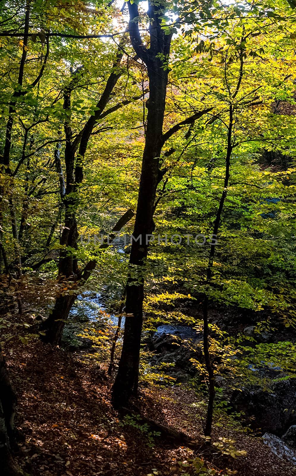 Beautiful autumn forest in the mountains of Crimea. A leaffall in the woods.