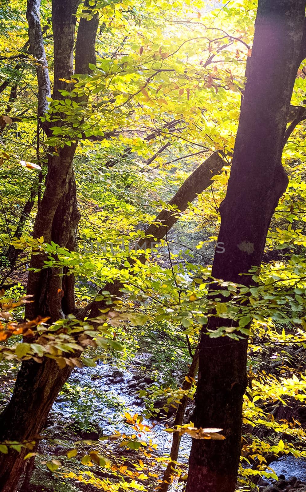 Beautiful autumn forest in the mountains of Crimea. A leaffall in the woods.