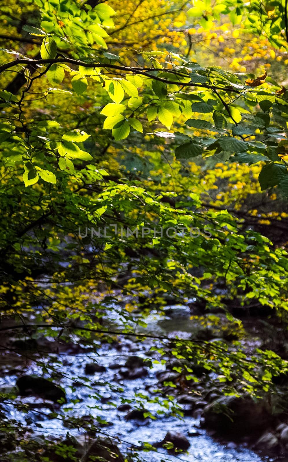 Beautiful autumn forest in mountains of Crimea. A leaffall in the woods. by DePo