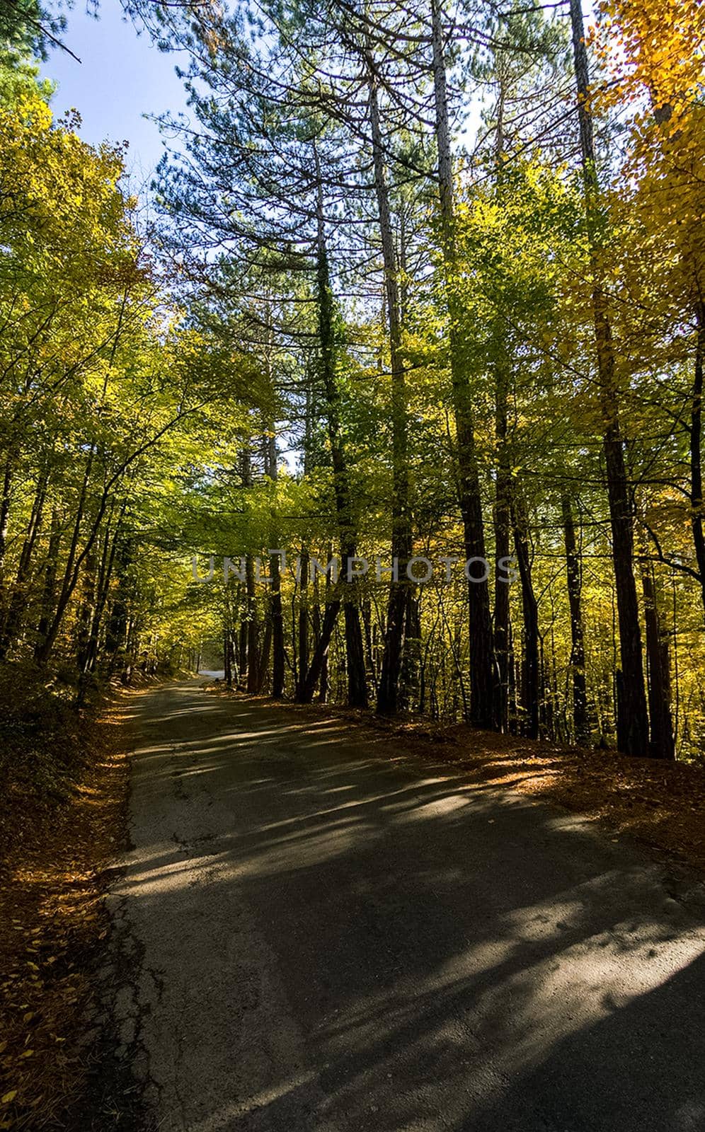 Beautiful autumn forest in mountains of Crimea. A leaffall in the woods. by DePo