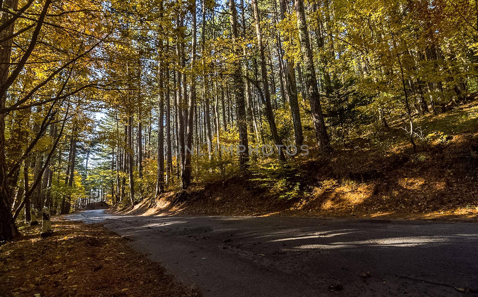 Beautiful autumn forest in mountains of Crimea. A leaffall in the woods. by DePo