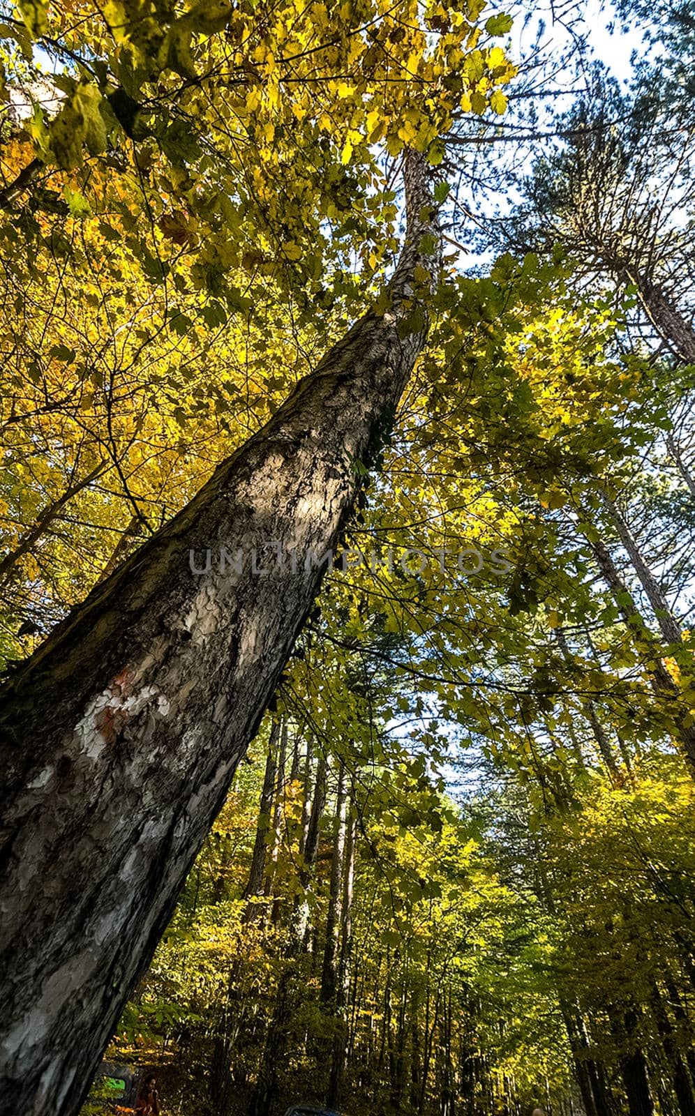 Beautiful autumn forest in mountains of Crimea. A leaffall in the woods. by DePo