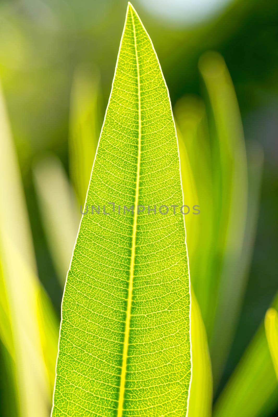 Texture abstract background of fresh green leaf with sun back light. Macro image beautiful vibrant pointy leaf foliage with blurry green background.
