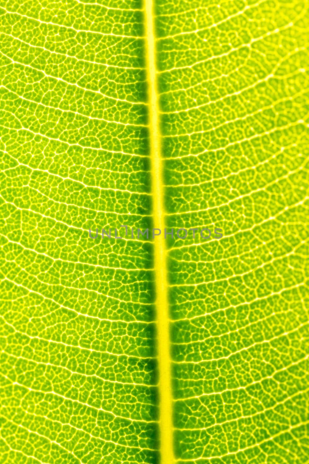 Texture abstract background of fresh green leaf with sun back light. Macro image beautiful vibrant pointy leaf foliage.