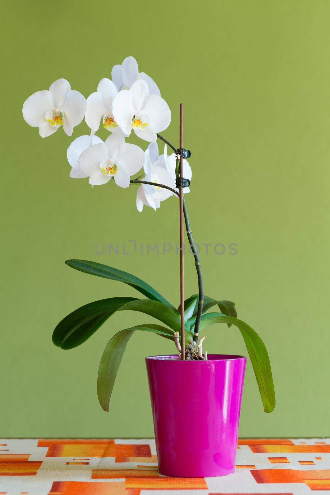 romantic white orchid on the desk by artush