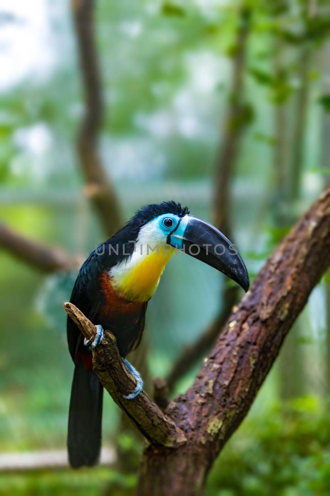 bird hannel-billed toucan (Ramphastos vitellinus) stands on the tree, the channel-billed is brightly marked and has a huge bill. Home of bird is tropical South America