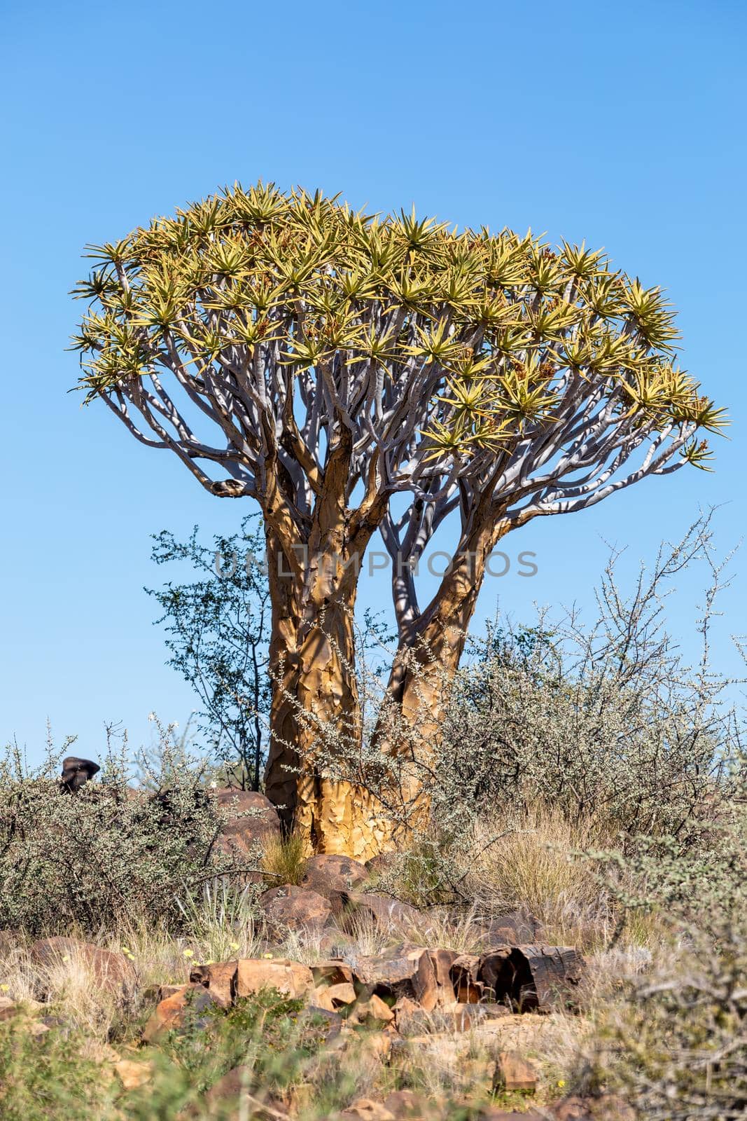 Aloidendron dichotomum, aloe tree, Namibia wilderness by artush