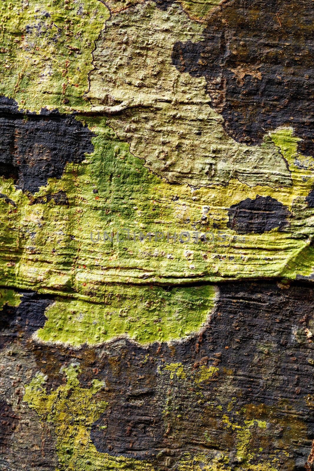 tree bark texture, pattern for background or backdrop use, Nosy mangabe, Madagascar tree