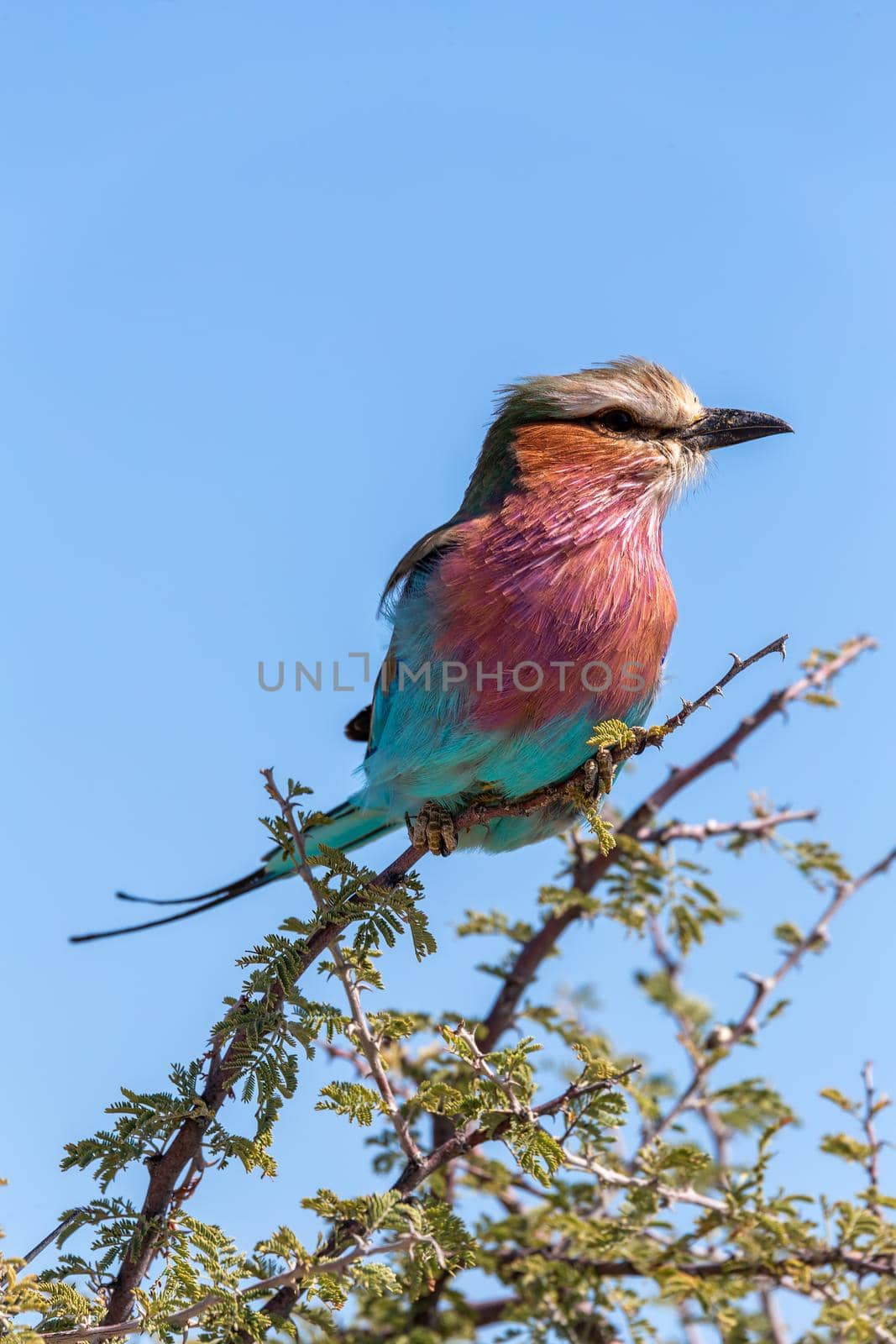 Lilac-brested roller, Coracias caudata, Beautiful colored bird in Etosha game reserve, Namibia safari and wildlife.