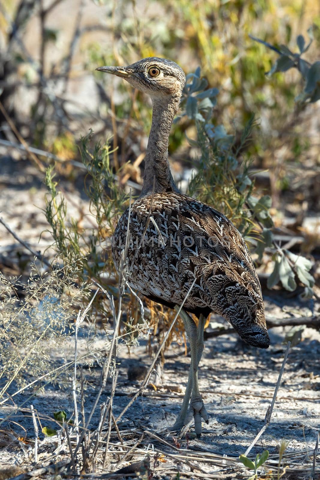 non flying bird Red crested Bustard Namibia Africa wildlife by artush