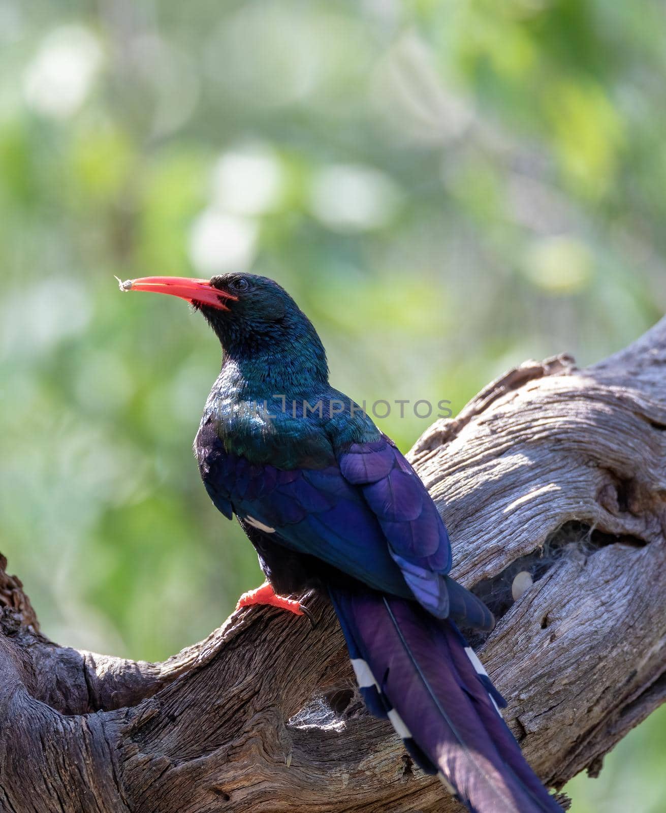 Green Wood hoopoe, Phoeniculus purpureus also known as redbilled hoopoe makes cackling sound and are in black in color with green patches. Bwabwata Namibia Africa wildlife