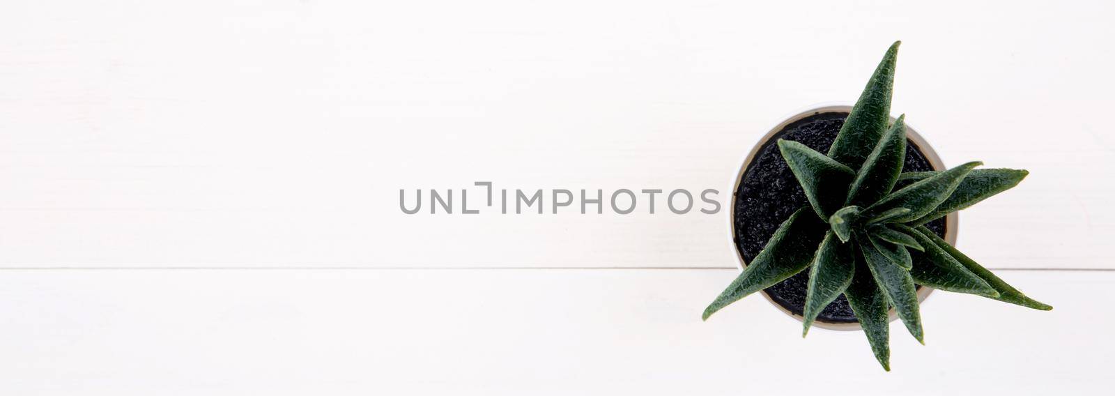 Mini plant succulent with top view on wooden white desk, little plant in potted on table, copy space, tree for decoration in home, texture background, spring and summer, flat lay, banner website.