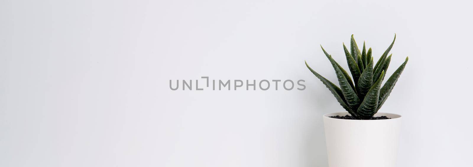 Mini plant succulent on wooden white desk, little plant and leaf in potted on table, copy space, nobody, tree in pot for decoration in home, texture background, spring and summer, banner website.