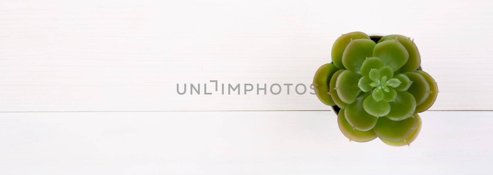 Mini plant succulent with top view on wooden white desk, little plant in potted on table, copy space, tree for decoration in home, texture background, spring and summer, flat lay, banner website.