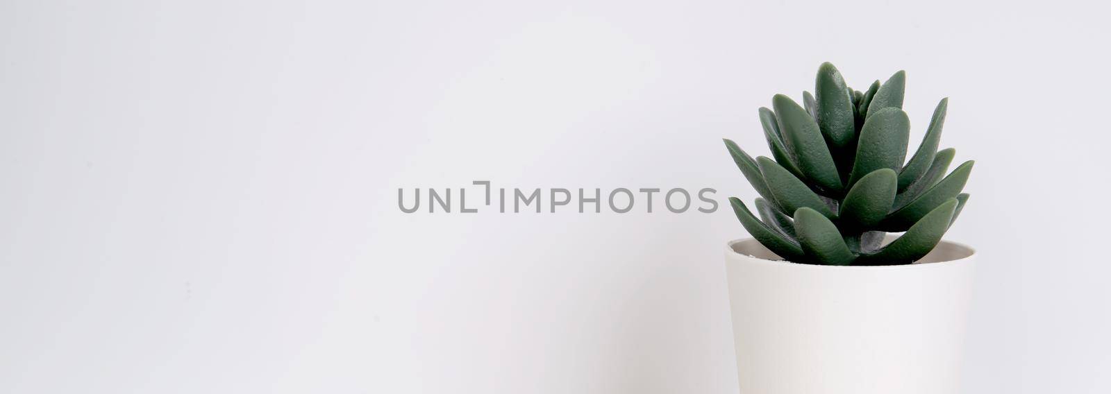 Mini plant succulent on wooden white desk, little plant and leaf in potted on table, copy space, nobody, tree in pot for decoration in home, texture background, spring and summer, banner website.
