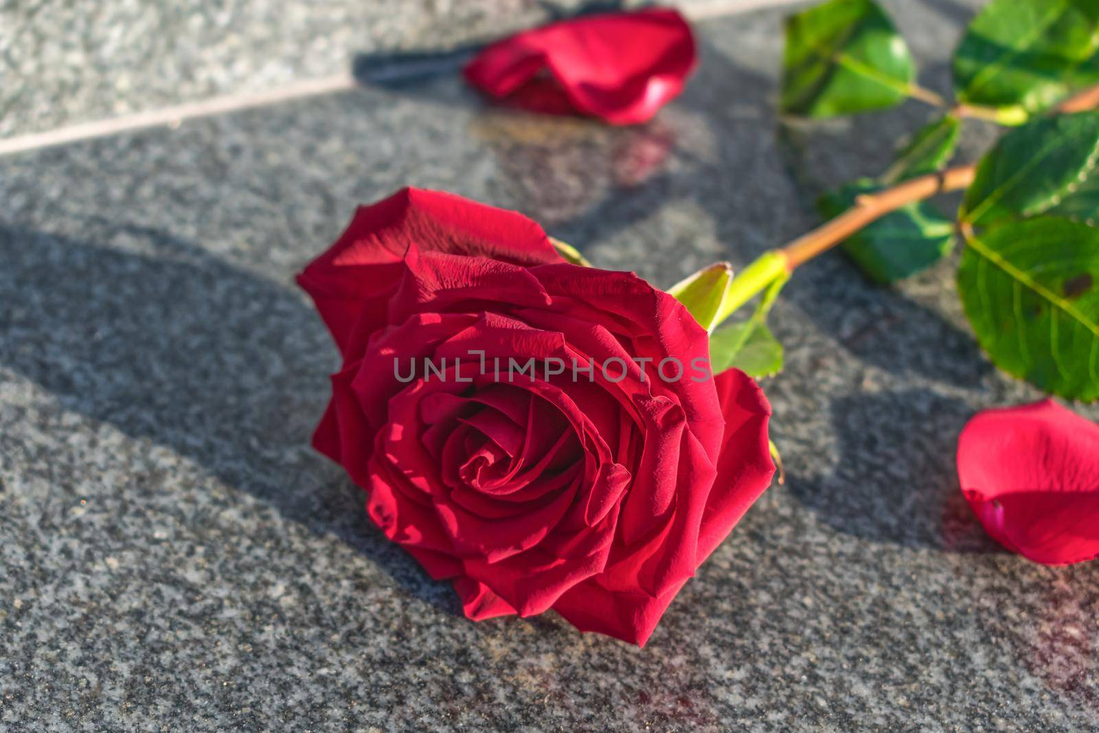 Red rose lies on the granite floor on a sunny day