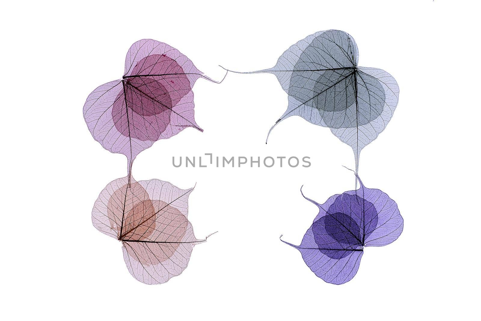 Artistic frame of colored skeleton leaves in shades of purple and blue arranged to the corners in a rectangle with central copyspace on white