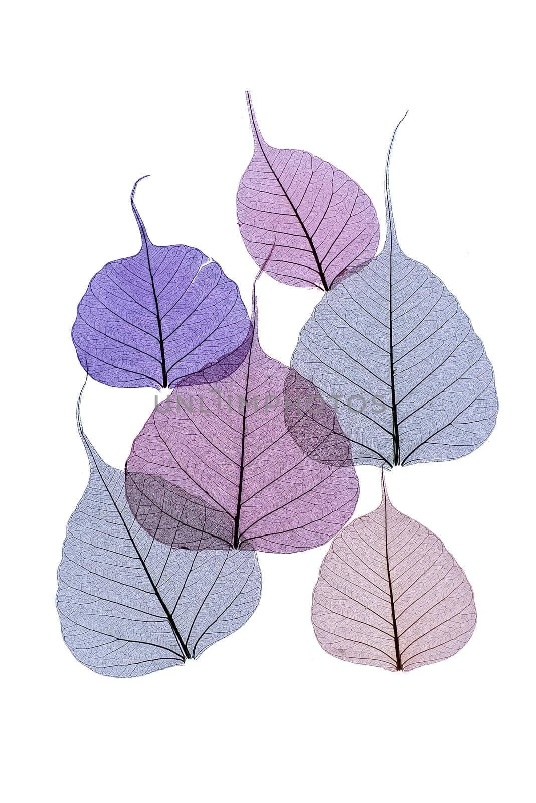 Delicate tracery of colored skeleton leaves by NetPix