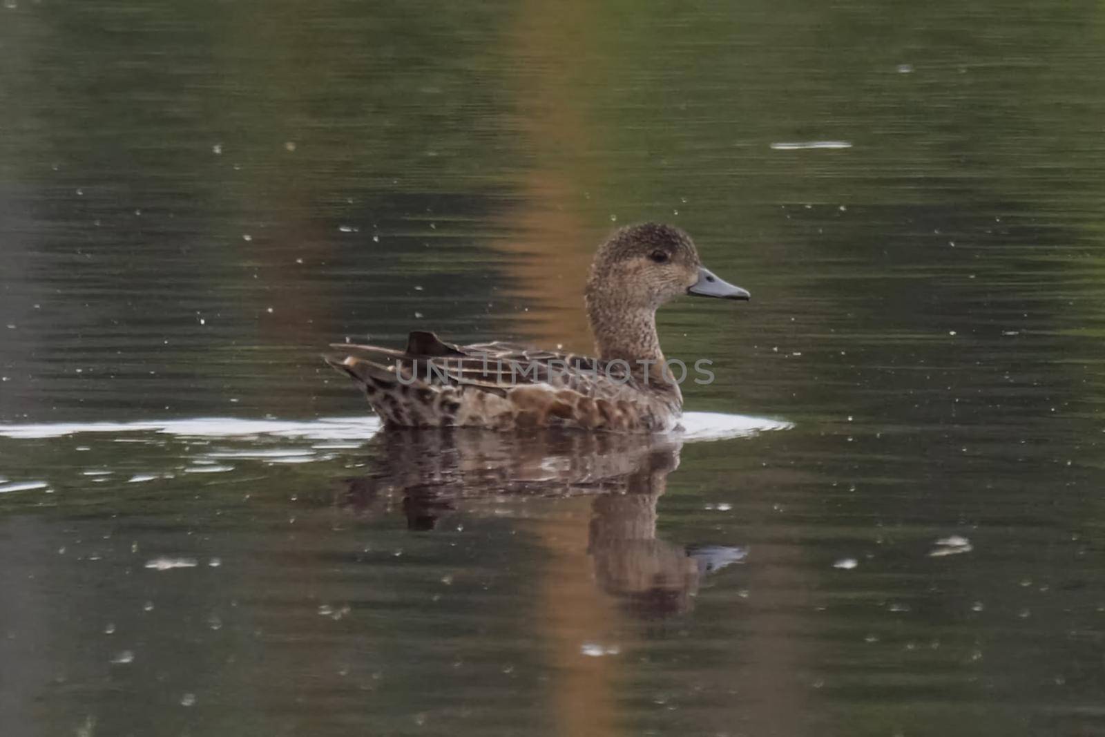 A gray duck in a lake swims. Duck on the surface of the water.