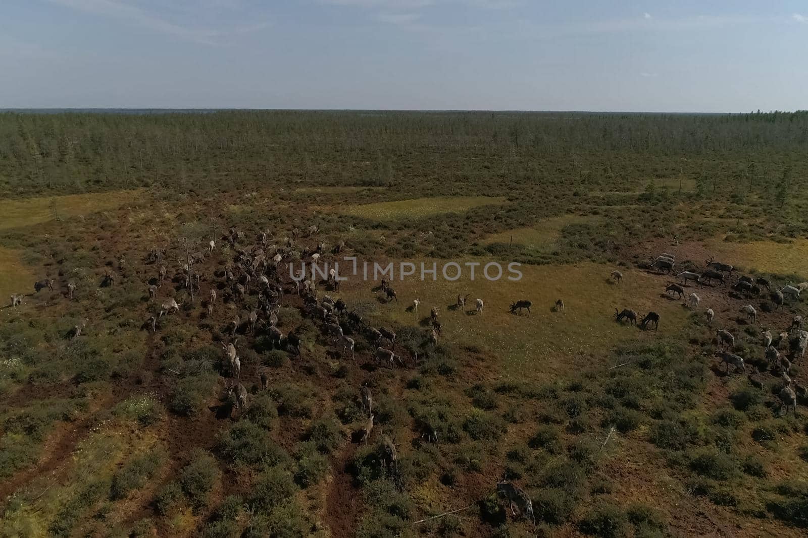 Deer grazing in the summer in the tundra. View from above. A herd of deer.