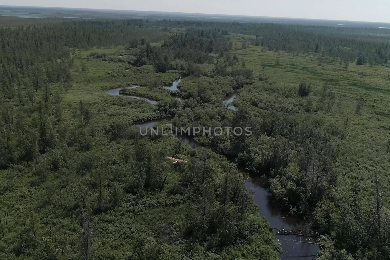 The eagle flies over the forest and the river. View of the eagle's flight from above.