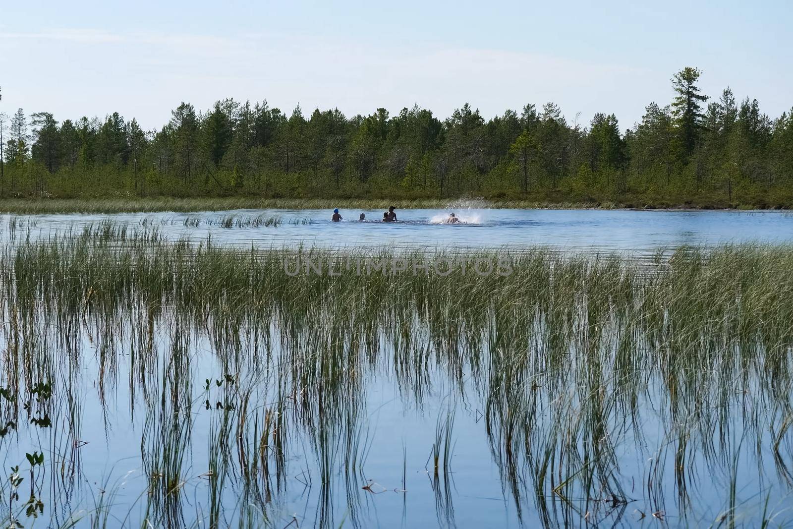 Holidaymakers bathe in the lake. Bathers in the lake splash. Northern summer in the forest tundra.